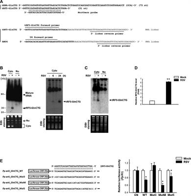 ELAC2, an Enzyme for tRNA Maturation, Plays a Role in the Cleavage of a Mature tRNA to Produce a tRNA-Derived RNA Fragment During Respiratory Syncytial Virus Infection